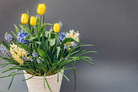 Easter composition of spring flowers. Yellow tulips, hyacinths, blue muscari on grey background. Holiday decoration. Spaceの写真素材