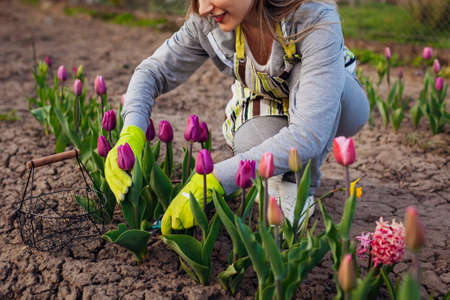 Gardener picking purple tulips in spring garden. Woman cuts flowers off with secateurs picking them in basketの写真素材
