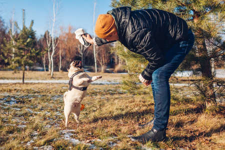 Master playing with pug dog outdoors. Animal jumping to bite mittens. Man walking pet in snowy winter park having fun.の写真素材