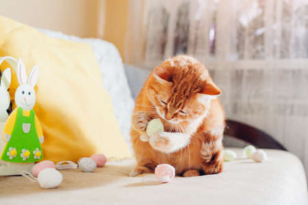 Ginger cat playing with Easter eggs at home. Pet having fun on couch. Spring holiday symbolの写真素材