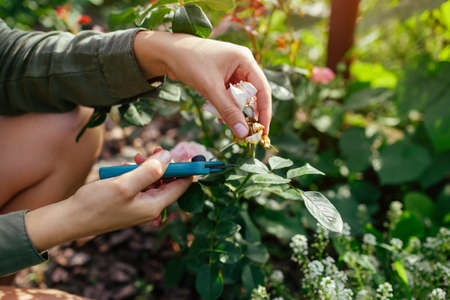 Woman deadheading spent rose hips in summer garden. Gardener cutting wilted flowers off with pruner....