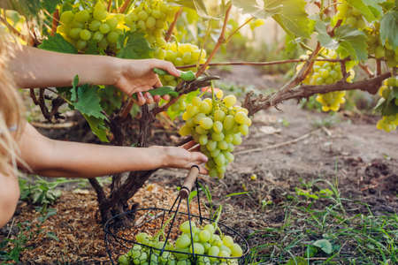 Farmer gathering crop of grapes on ecological farm. Woman cutting table grapes with pruner and puts it in basket. Gardening, farming conceptの写真素材