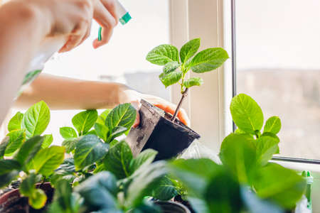 Gardener spraying bigleaf hydrangeas with water taking care of new plants. Growing bushes from cuttings in pots at homeの写真素材