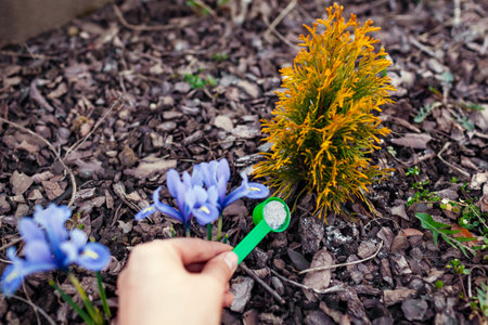 Gardener fertilizing young arborvitae in spring garden. Close up of spoon with fertilizer. Taking care of evergreen thuja plantsの写真素材
