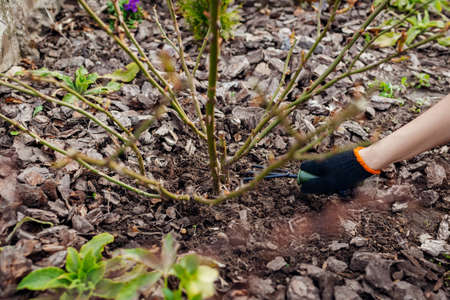 Gardener loosening soil around rose bush in spring garden using hand fork. Taking care of shrub with tools. Outdoor springtime workの写真素材