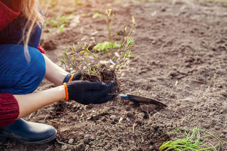 Transplanting lavender seedlings into soil. Gardener plants young sprouts in ground in spring garden using shovel. Outdoor springtime workの写真素材