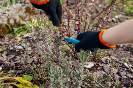 Pruning dry lavender tips after winter in spring garden using secateur. Gardener taking care of plants outdoor cutting bush with shearsの写真素材