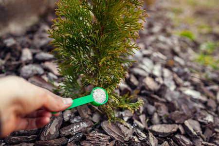 Gardener fertilizing arborvitae in spring garden. Close up of spoon with fertilizer. Taking care of evergreen thuja plants. Healthy treesの写真素材