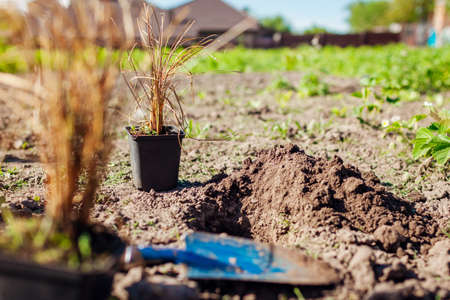 Planting bronze hair sedge into soil. Putting potted leatherleaf carex in ground in spring garden...