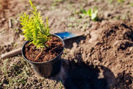 Planting cypress into soil. Putting evergreen coniferous tree in ground in spring garden. Outdoor hobbyの写真素材