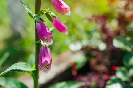 Close up of pink foxglove flowers blooming in summer garden. Digitalis in blossom. Floral backgroundの写真素材
