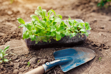 Transplanting foxglove seedlings into soil in summer garden using shovel. Growing flowers from seeds. Digitalisの写真素材