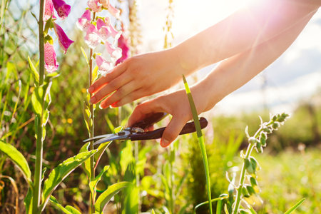 Flower farmer cutting foxglove flowers off using pruner in summer garden. Digitalis in blossom. Picking bloomsの写真素材