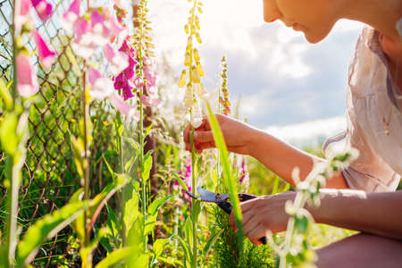 Woman gardener cutting foxglove flowers off using clipper in summer garden at sunset. Digitalis in blossom. Picking bloomsの写真素材