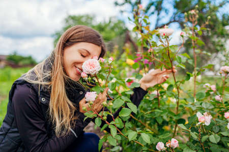 Young happy gardener enjoys blooming roses flowers in summer garden. Woman smells English James...