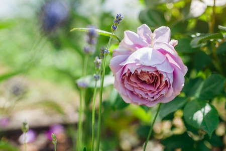 Lavender purple rose Novalis blooms by lavender in summer garden. Close up of flower. Kordes german selectionの写真素材