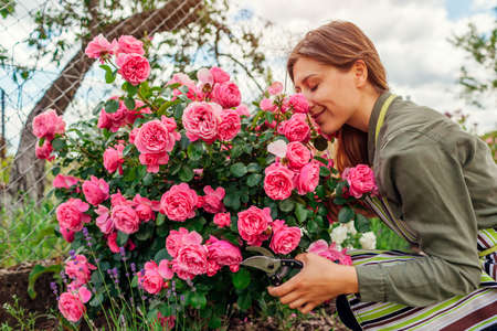 Woman smelling Leonardo da Vinci rose pink flowers in summer garden. Gardener holding pruner to cut stems.の写真素材
