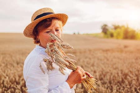 Sad senior woman holding wheat bunch in summer field at sunset. Harvest in Ukraine. Agriculture and farmingの写真素材