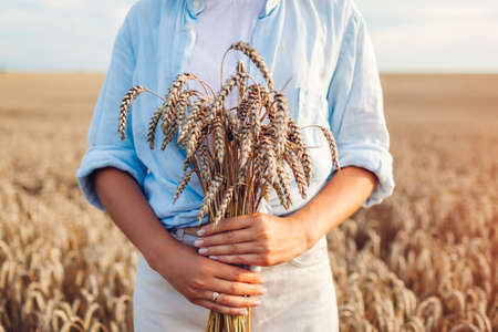 Close up of wheat bundle in female hands in summer field at sunset. Harvest in Ukraine. Agriculture and farmingの写真素材
