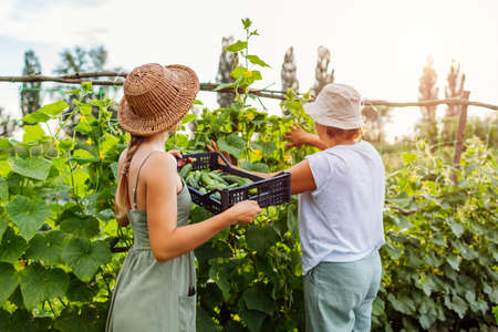 Women farmers picking cucumbers on summer farm. Mother and adult daughter harvesting vegetables and put in crate. Gardening. Family businessの写真素材