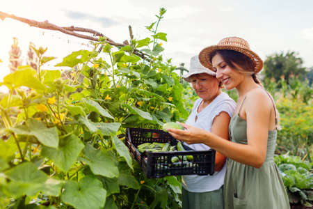 Women farmers picking cucumbers on summer farm. Mother and adult daughter harvesting vegetables and put in crateの写真素材