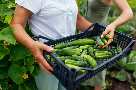 Close up of cucumbers in crate. Workers picking fresh cucumbers on summer farm. Growing healthy vegetablesの写真素材