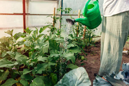Farmer watering aubergine plants using watering can in greenhouse. Taking care of eggplant seedlings. Gardening. Growing healthy organic vegetablesの写真素材