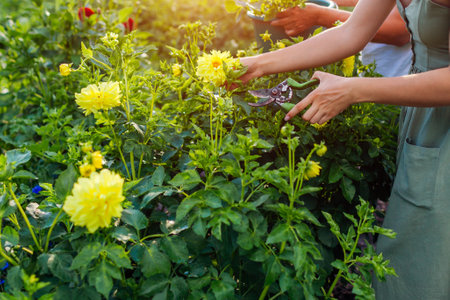 Women gardeners pick fresh yellow dahlias in summer garden using pruner and put them in bucket. Cut flowers harvest. Farmers grow blooms in blossomの写真素材