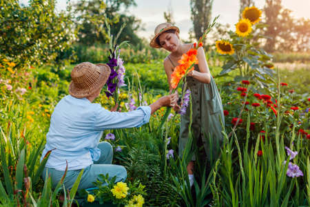 Flower farmers pick fresh gladiolus in summer garden. Cut flowers harvest. Mother and daughter work...