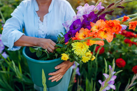 Close up of bucket full of fresh gladiolus and dahlia flowers harvested in summer garden. Senior woman farmer picked blooms grown organicallyの写真素材