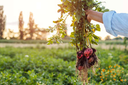 Harvesting potatoes. Farmer holding fresh potato plant dug out in summer field. Healthy organic vegetables. Agriculture. Spaceの写真素材