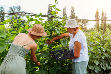 Women farmers picking cucumbers on summer farm. Mother and adult daughter harvesting vegetables and put in crate. Gardening. Family businessの写真素材