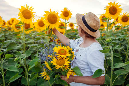 Senior woman in straw hat picks bouquet of yellow sunflowers in summer field at sunset. Middle-aged woman admires blooms relaxing outdoorsの写真素材