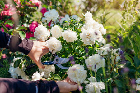 Woman cutting blooming rose flowers in summer garden. Gardener using pruner. Snow ballet white rose...