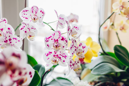 Orchids phalaenopsis flower on window sill. Home plants in blossom. White, purple, yellow blooms. Close upの写真素材