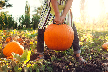 Close up of big ripe organic pumpkin. Worker harvesting vegetables. Farmer picking healthy fruit in fall garden.の写真素材
