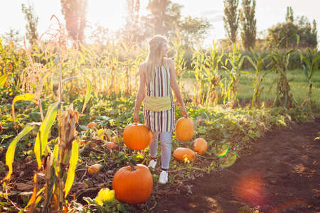 Pumpkin fall harvest. Woman farmer picking autumn crop of pumpkins on farm. Agriculture and gardening.の写真素材