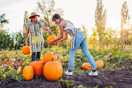 Farmers pick pumpkins in autumn field at sunset. Mother and adult daughter harvest vegetables in garden. Family businessの写真素材