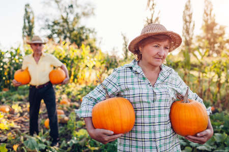 Family couple of retired farmers pick pumpkins in autumn field at sunset. Workers harvest vegetables in garden.の写真素材