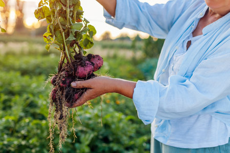 Harvesting potatoes. Farmer holding fresh potato plant dug out in summer field. Healthy organic vegetables. Agriculture. Close upの写真素材