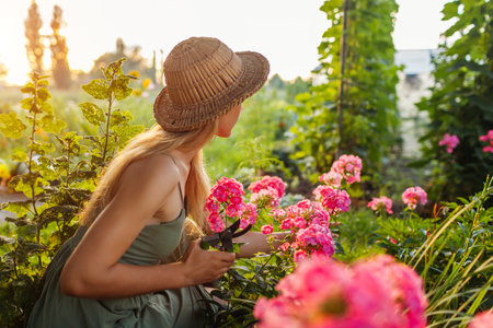 Woman gardener in straw hat picks fresh pink phlox in summer garden using pruner. Cut flowers harvest at sunset for bouquet makingの写真素材