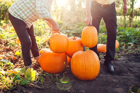 Couple of farmers picks pumpkins in autumn field at sunset. Workers harvest vegetables in garden putting them in heapの写真素材