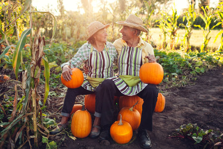 Family couple of senior farmers sit on pile of pumpkins in autumn field at sunset. Workers harvest vegetables in garden.の写真素材