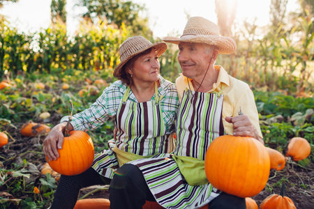 Portrait of family couple of senior farmers sitting on pile of pumpkins in autumn field at sunset. Happy workers harvest organic vegetables in fall garden. Seasonal workの写真素材