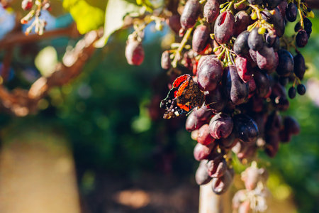 Close up of butterfly eating delight grapes in autumn garden. Damage caused by insects and pests. Rotten bunch of grapes. Problems while growing organic foodの写真素材