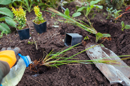 Planting pennisetum black beauty into soil. Gardener plants ornamental fountain grass in ground in fall garden.の写真素材