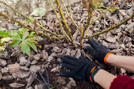 Gardener mulching fall garden with pine wood chips mulch. Woman puts bark around rose bushの写真素材