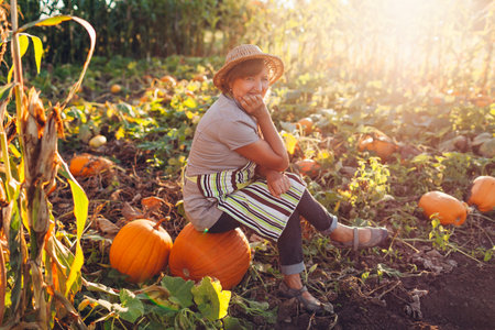Senior worker harvesting vegetables. Farmer resting after picking organic pumpkins in fall garden at sunsetの写真素材