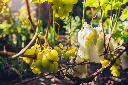 Bunch of green delight grapes in protective bag hanging in autumn garden. Saving fruit from insects and birds, pestsの写真素材