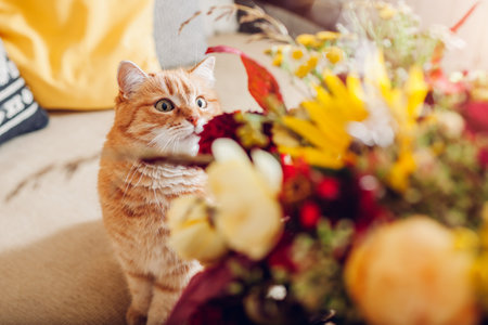 Close up of ginger cat esthete looking at autumn colored bouquet of flowers put in vase at home. Curious pet enjoys fall bloomsの写真素材